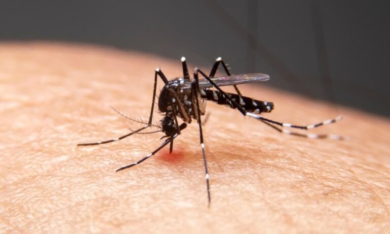 Hidalgo prende alertas por 42 casos de dengue