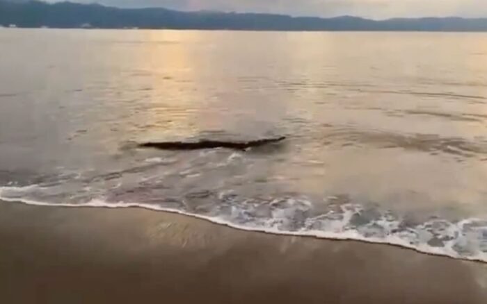 VIDEO Cocodrilo sorprende a turista en playa de Puerto Vallarta