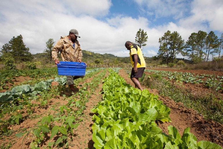 Precios mundiales de alimentos suben en marzo por alza energética: FAO