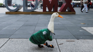 Merlín, el pato viral, ya es embajador de FIFA