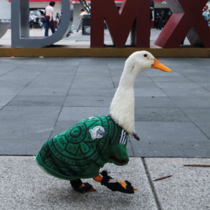 Merlín, el pato viral, ya es embajador de FIFA