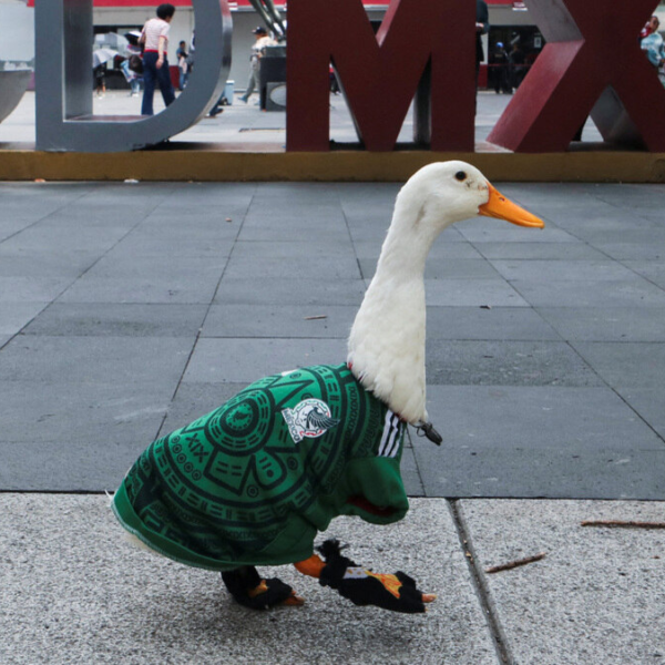 Merlín, el pato viral, ya es embajador de FIFA