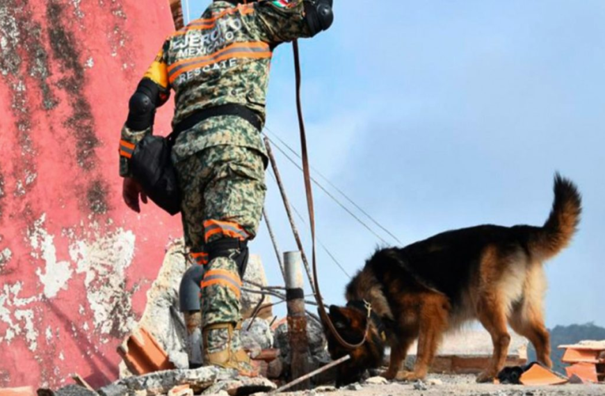 Perro rescatista mexicano resultó herido tras salvar a 7 personas