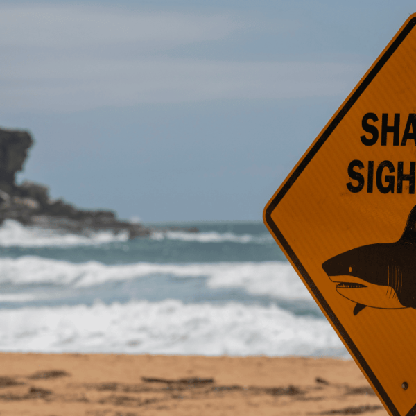 Tiburón mata a buceador en Australia