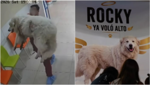 Muere Rocky; vinculan a proceso a presunta agresora
