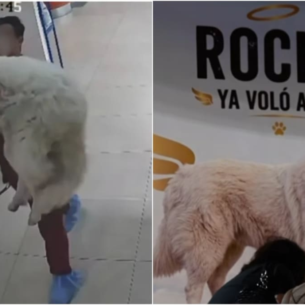 Muere Rocky; vinculan a proceso a presunta agresora