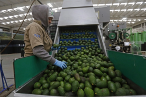 México reanuda de forma gradual exportaciones de aguacate a EU: Sheinbaum