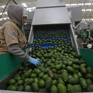 México reanuda de forma gradual exportaciones de aguacate a EU: Sheinbaum