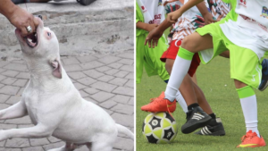 VIDEO | Perro ataca a menor en Iztapalapa