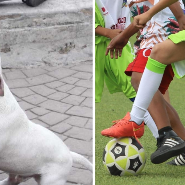 VIDEO | Perro ataca a menor en Iztapalapa