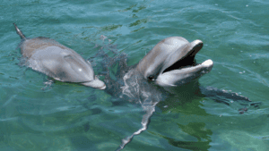 Hallan dos delfines muertos en Progreso, Yucatán