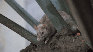 Graban a rata en hospital del IMSS